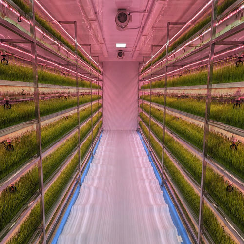 Ферма в контейнере для травы - HYDROPONIC SYSTEMS INTERNATIONAL - для корма