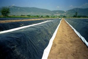 Пленка для покрытия почвы - Asperfect™ Easy Fill - OERLEMANS PLASTICS BV - термический эффект / прозрачная / белая