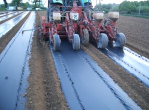 Прозрачная пластиковая мульча - OERLEMANS PLASTICS BV - защита от УФ