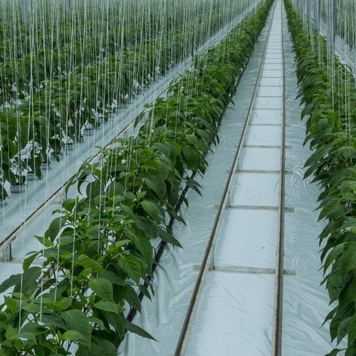 Пленка для теплицы - MONOFLEX - OERLEMANS PLASTICS BV - черная / для субстрата