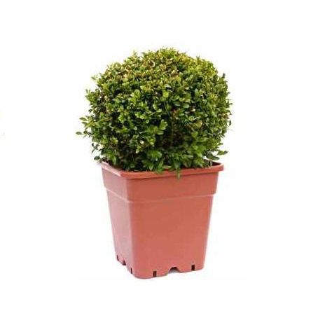 Горшок из пластика - 6VP18 - Bato Plastics B.V. - квадратный / черный / белый