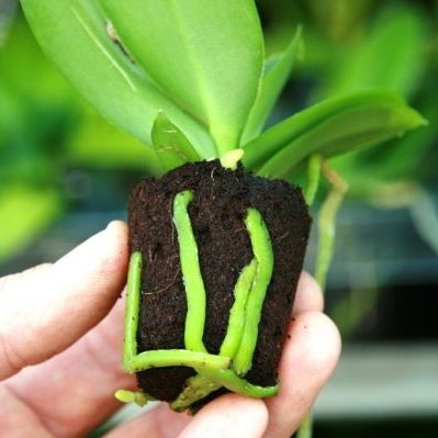 Субстрат растений почва для горшечных культур - Orchid - Jiffy Products International BV - пробка