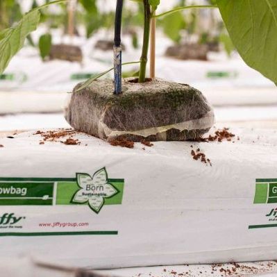 Субстрат растений кокосовый торф - Jiffy Products International BV - кокосовое волокно / блоки земли / компактный