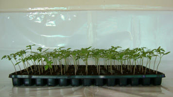 Субстрат растений кокосовый торф - Coco Seedling Trays™  - Sivanthi Joe Substrates P Ltd. - насыпной