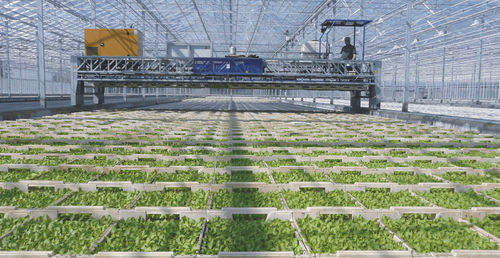 Автоматическая система транспортировки садовых растений - XY - Visser Horti Systems - для ячеек с растениями