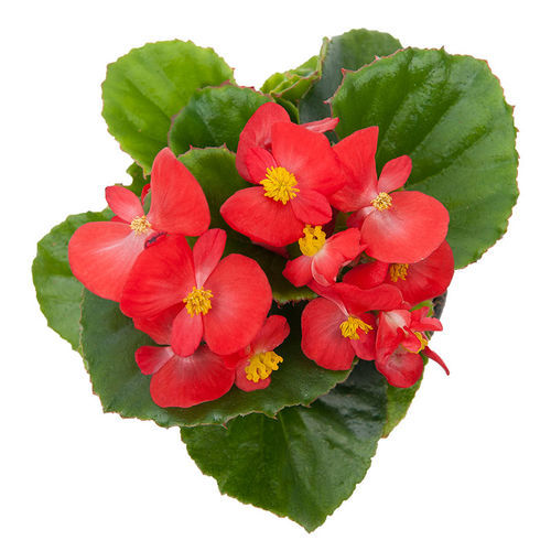 Семена цветов для клумбы - Alfa - SAKATA ORNAMENTALS EUROPE A/S - годовой / розовый / красный