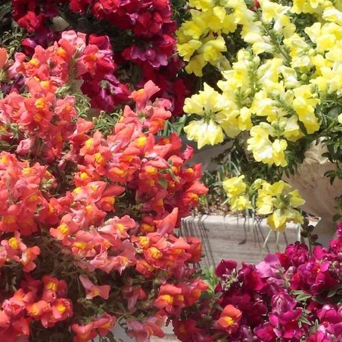 Годовой семена цветов - Candy showers - SAKATA ORNAMENTALS EUROPE A/S - розовый / желтый / красный