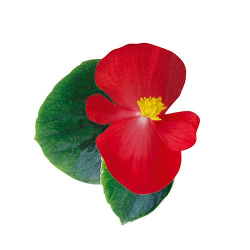 Годовой семена цветов - Ambassador - SAKATA ORNAMENTALS EUROPE A/S - смесь цветов / розовый / белый