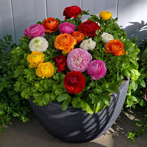 Годовой семена цветов - Bloomingdale II - SAKATA ORNAMENTALS EUROPE A/S - розовый / желтый / красный