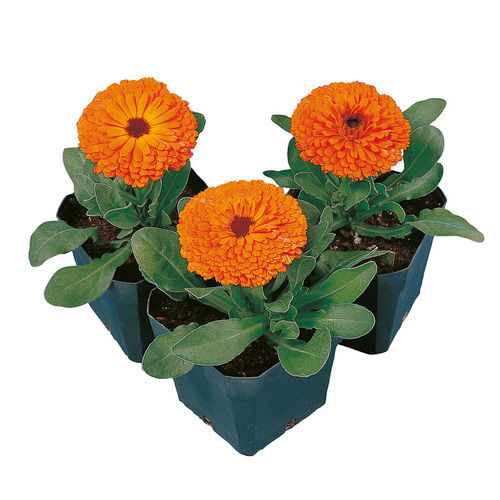 Годовой семена цветов - Calypso - SAKATA ORNAMENTALS EUROPE A/S - оранжевый / для клумбы / для горшков