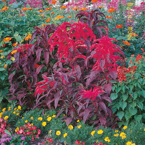 Годовой семена цветов - Early Splendor - SAKATA ORNAMENTALS EUROPE A/S - смесь цветов / для сада / для клумбы