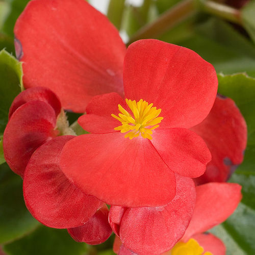 Годовой семена цветов - Emperor - SAKATA ORNAMENTALS EUROPE A/S - розовый / красный / зеленый