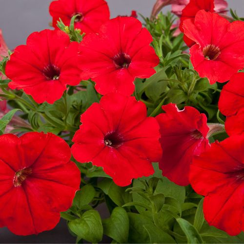 Годовой семена цветов - Explorer - SAKATA ORNAMENTALS EUROPE A/S - розовый / фиолетовый / белый