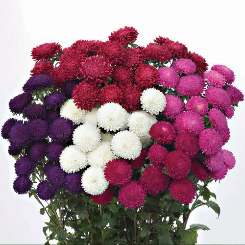 Семена цветов для среза - Bonita - SAKATA ORNAMENTALS EUROPE A/S - смесь цветов / розовый / белый