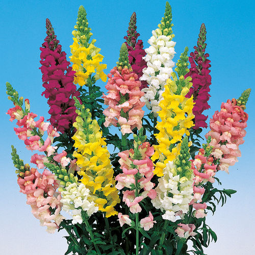 Розовый семена цветов - Admiral - SAKATA ORNAMENTALS EUROPE A/S - фиолетовый / белый / для среза