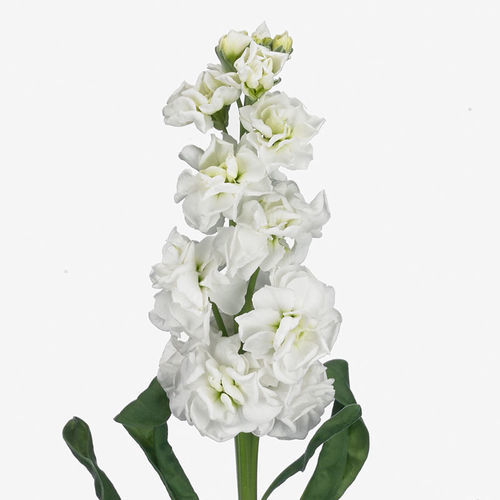 Белый семена цветов - Arrow - SAKATA ORNAMENTALS EUROPE A/S - для среза / для помещений
