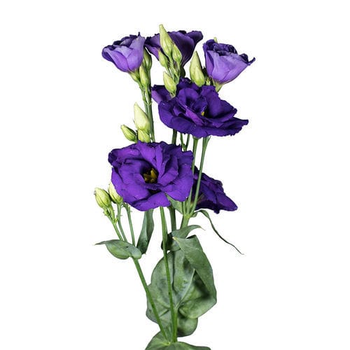 Розовый семена цветов - Aube - SAKATA ORNAMENTALS EUROPE A/S - желтый / красный / белый