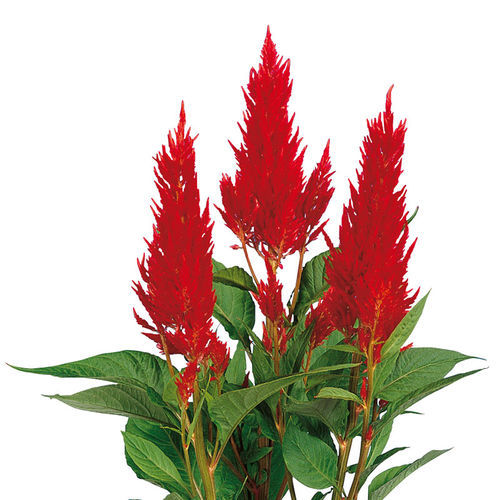 Годовой семена цветов - Century - SAKATA ORNAMENTALS EUROPE A/S - красный / желтый / розовый
