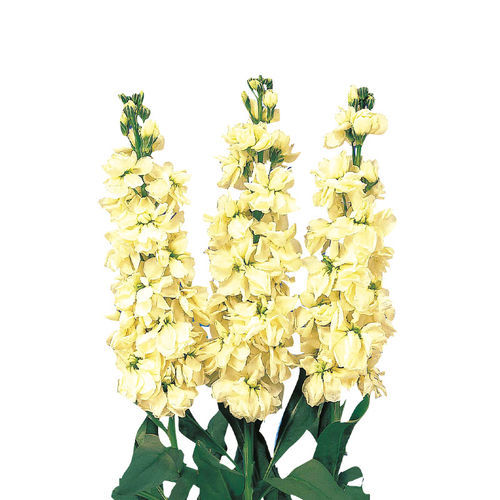 Желтый семена цветов - Cheerful - SAKATA ORNAMENTALS EUROPE A/S - для среза / для помещений