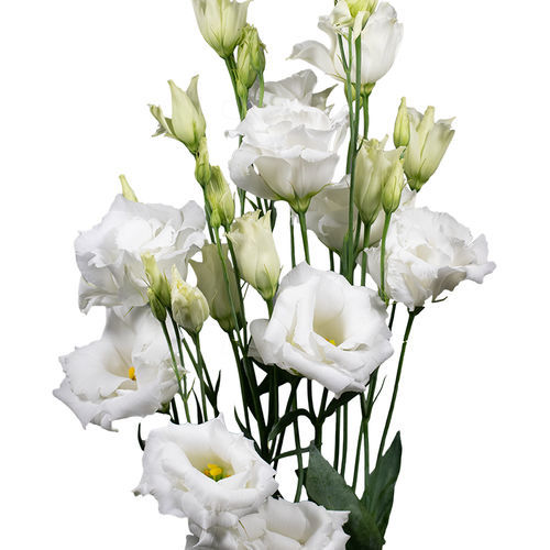 Розовый семена цветов - Echo - SAKATA ORNAMENTALS EUROPE A/S - фиолетовый / белый / синий