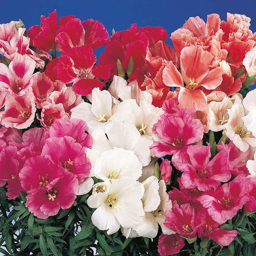 Семена цветов смесь цветов - Grace - SAKATA ORNAMENTALS EUROPE A/S - розовый / белый / для среза