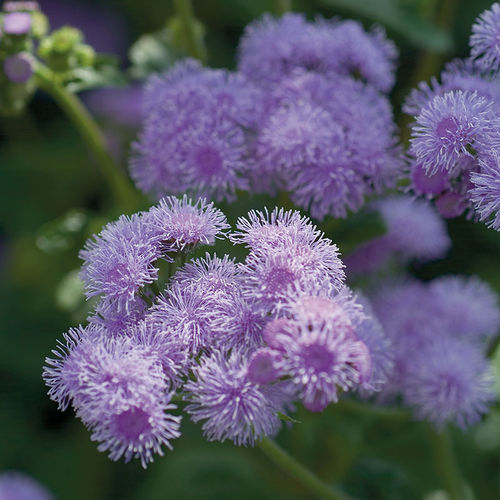 Годовой семена цветов - Horizon - SAKATA ORNAMENTALS EUROPE A/S - фиолетовый / синий / для среза