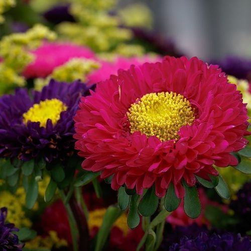 Розовый семена цветов - Matsumoto - SAKATA ORNAMENTALS EUROPE A/S - желтый / красный / белый