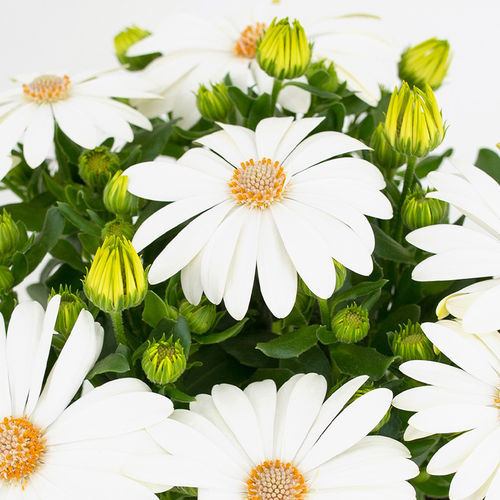 Годовой семена цветов - Cape Daisy® - SAKATA ORNAMENTALS EUROPE A/S - розовый / фиолетовый / желтый