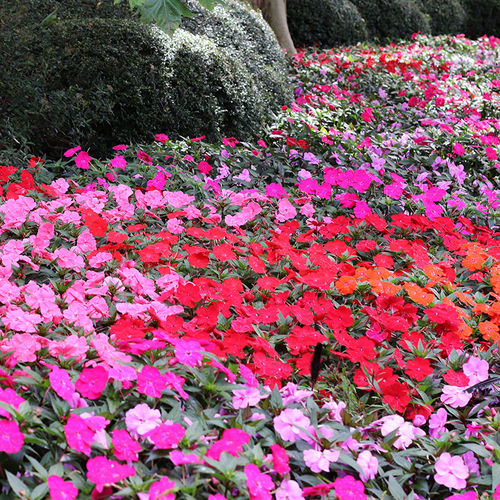 Годовой семена цветов - SunPatiens® Compact - SAKATA ORNAMENTALS EUROPE A/S - розовый / фиолетовый / красный