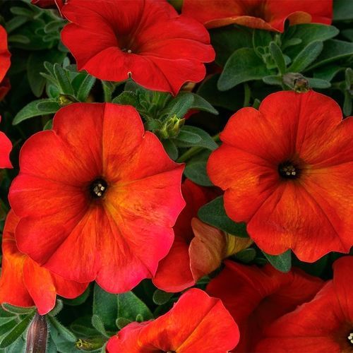 Годовой семена цветов - BeautiCal® - SAKATA ORNAMENTALS EUROPE A/S - розовый / фиолетовый / желтый