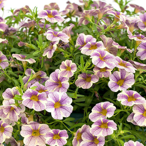 Годовой семена цветов - Calipetite® - SAKATA ORNAMENTALS EUROPE A/S - розовый / желтый / красный