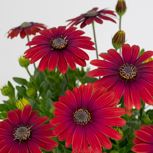 Годовой семена цветов - Cape Daisy® Zanzibar® - SAKATA ORNAMENTALS EUROPE A/S - желтый / красный / белый