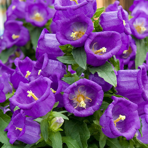 Годовой семена цветов - Appeal - SAKATA ORNAMENTALS EUROPE A/S - розовый / фиолетовый / белый