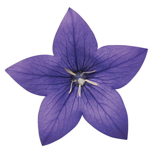 Годовой семена цветов - Astra - SAKATA ORNAMENTALS EUROPE A/S - розовый / фиолетовый / белый