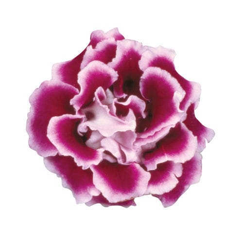 Годовой семена цветов - Brocade - SAKATA ORNAMENTALS EUROPE A/S - фиолетовый / красный / белый