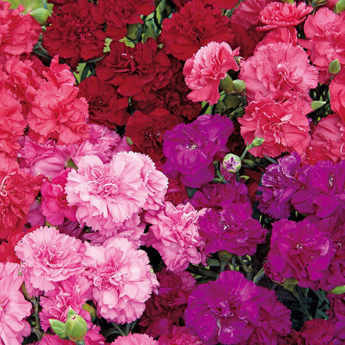 Годовой семена цветов - Can Can - SAKATA ORNAMENTALS EUROPE A/S - розовый / фиолетовый / красный