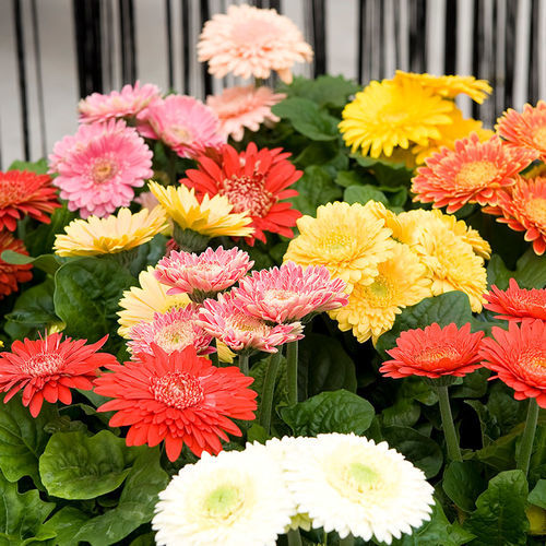 Годовой семена цветов - Durora - SAKATA ORNAMENTALS EUROPE A/S - смесь цветов / желтый / для горшков