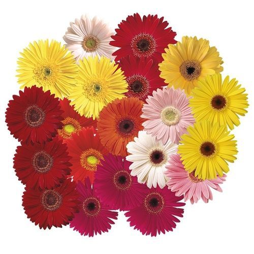 Годовой семена цветов - Festival - SAKATA ORNAMENTALS EUROPE A/S - розовый / желтый / красный