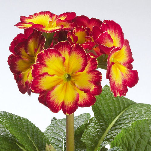 Годовой семена цветов - Fire - SAKATA ORNAMENTALS EUROPE A/S - двухлетний / желтый / красный
