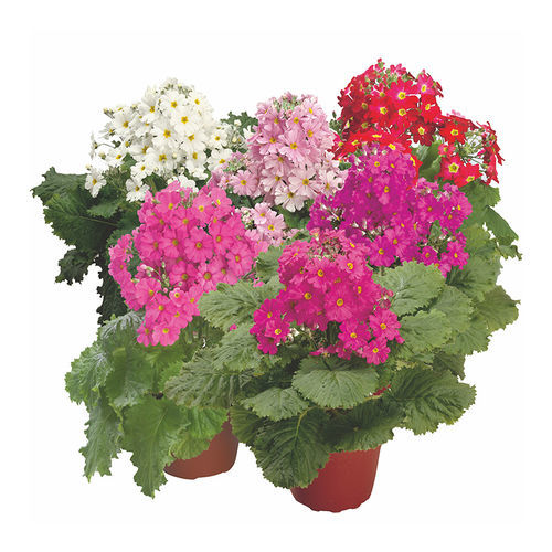 Годовой семена цветов - Prima - SAKATA ORNAMENTALS EUROPE A/S - розовый / красный / для горшков