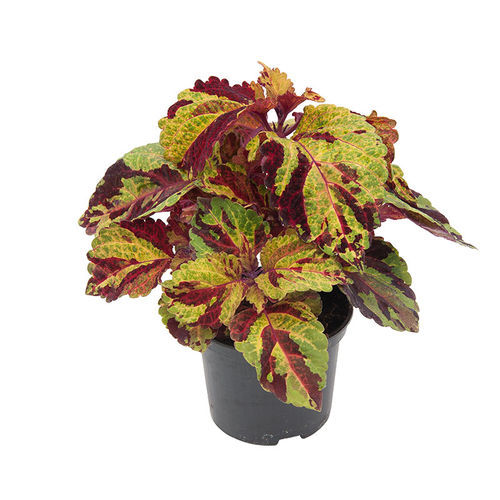 Годовой семена цветов - Fairway - SAKATA ORNAMENTALS EUROPE A/S - красный / оранжевый / для клумбы