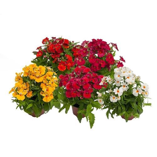 Годовой семена цветов - Nebula - SAKATA ORNAMENTALS EUROPE A/S - желтый / красный / белый