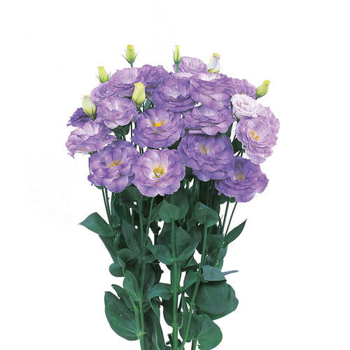 Фиолетовый семена цветов - Robella - SAKATA ORNAMENTALS EUROPE A/S - белый / для среза / для помещений
