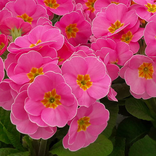 Годовой семена цветов - Supernova - SAKATA ORNAMENTALS EUROPE A/S - розовый / фиолетовый / красный