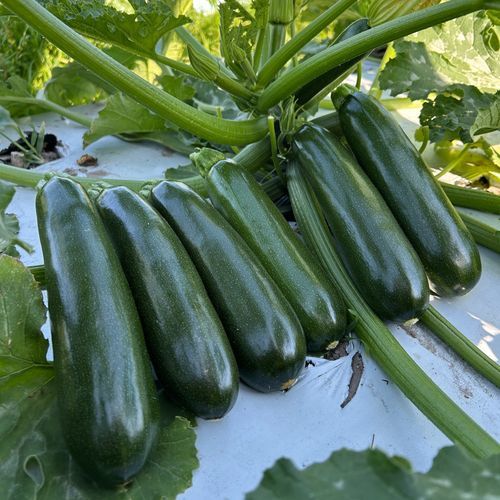 Семена кабачков устойчивое к оидиуму - Bonanza  - SAKATA ORNAMENTALS EUROPE A/S - устойчивое к мозайке / гибридное / зеленое