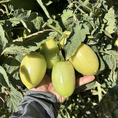 Красный семена томатов - Solano - SAKATA ORNAMENTALS EUROPE A/S - устойчивый к фузариозу / устойчивый к мозайке / гибридный
