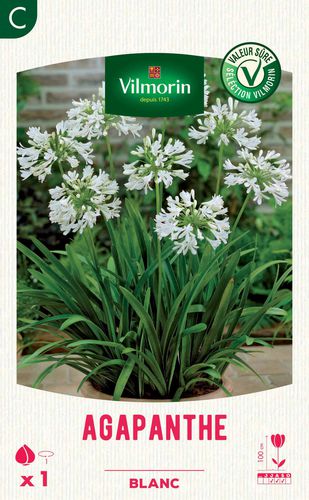 Многолетнее цветочное растение - Agapanthe  - Vilmorin Jardin (Vilmorin Garden/ VDB) - белое / для горшков / для клумбы