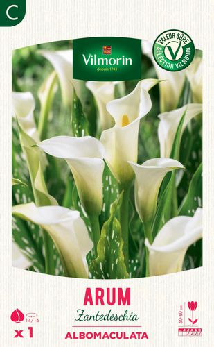 Белое цветочное растение - Arum Zantedeschia Albomaculata - Vilmorin Jardin (Vilmorin Garden/ VDB) - для среза / для сада / для горшков