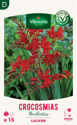 Многолетнее цветочное растение - Crocosmia Lucifer  - Vilmorin Jardin (Vilmorin Garden/ VDB) - красное / для клумбы / для среза