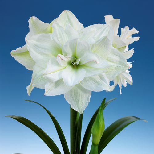 Многолетнее цветочное растение - Amaryllis Alfresco XXL - Vilmorin Jardin (Vilmorin Garden/ VDB) - белое / для сада / для помещений